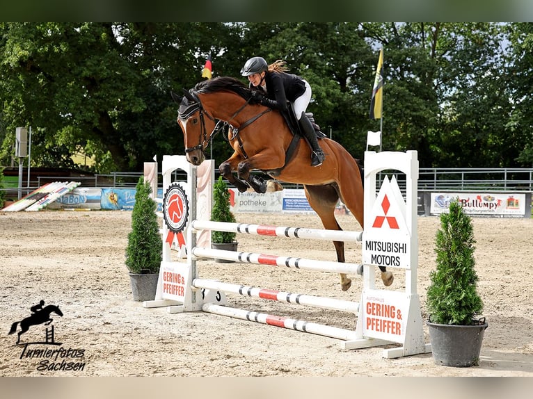 Oldenburg-International (OS) Mare 6 years Brown in Falkenhain