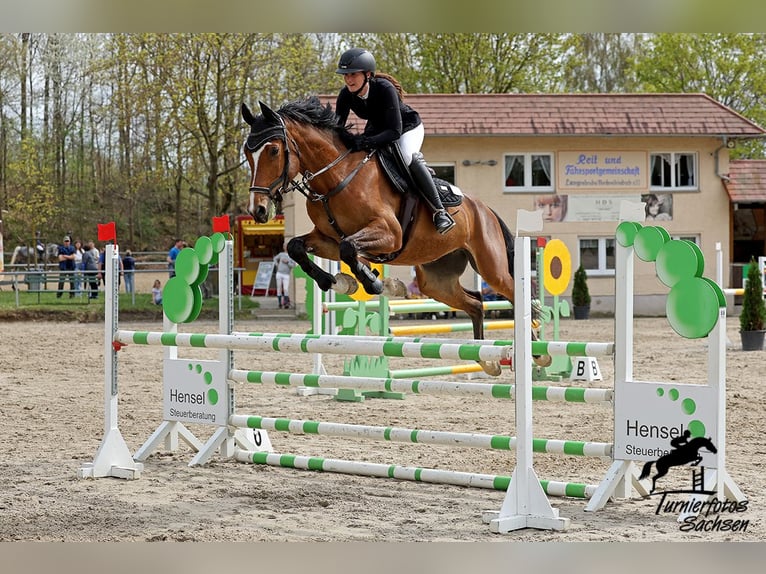 Oldenburg-International (OS) Mare 6 years Brown in Falkenhain