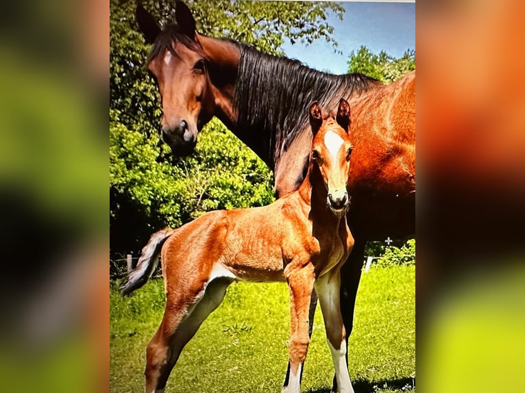 Oldenburg-International (OS) Mare 6 years Brown in K&#xFC;rten