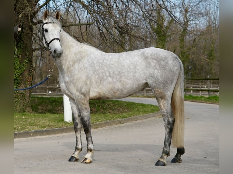 Oldenburg-International (OS) Mare 6 years Grey in Z&#xFC;lpich