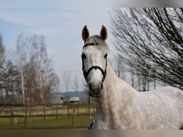 Oldenburg-International (OS) Mare 6 years Grey in Z&#xFC;lpich