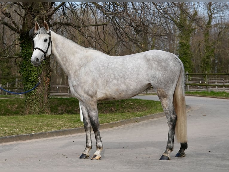 Oldenburg-International (OS) Mare 6 years Grey in Z&#xFC;lpich