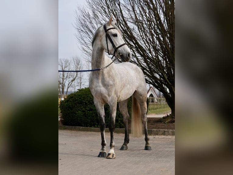 Oldenburg-International (OS) Mare 6 years Grey in Z&#xFC;lpich