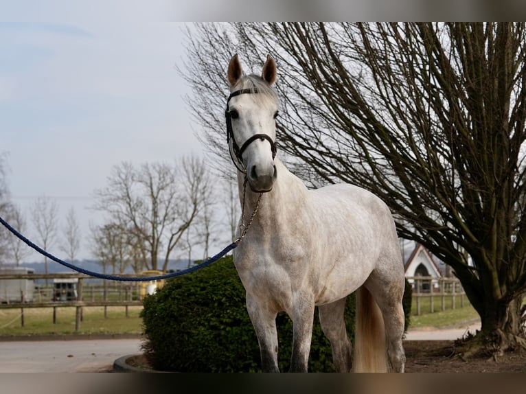 Oldenburg-International (OS) Mare 6 years Grey in Z&#xFC;lpich