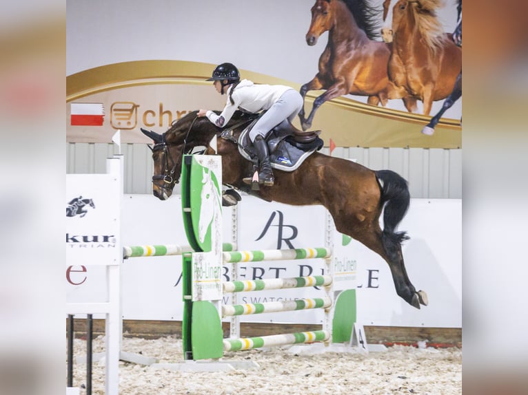 Oldenburg-International (OS) Mare 7 years 14,2 hh Brown in Sierniki