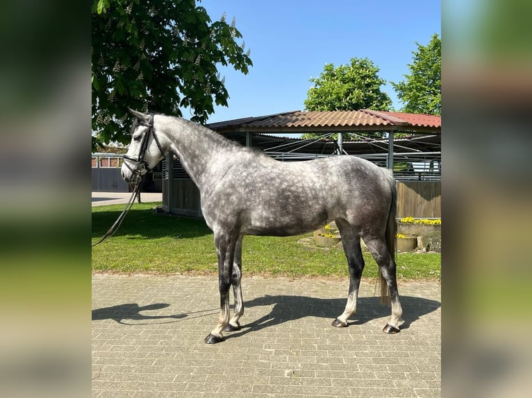 Oldenburg-International (OS) Mix Mare 7 years 15,2 hh Gray-Dapple in Wildeshausen