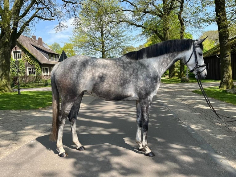 Oldenburg-International (OS) Mix Mare 7 years 15,2 hh Gray-Dapple in Wildeshausen