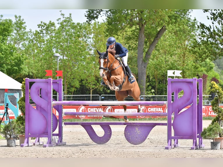 Oldenburg-International (OS) Mare 7 years 16.1 hh Chestnut-Red in Altusried