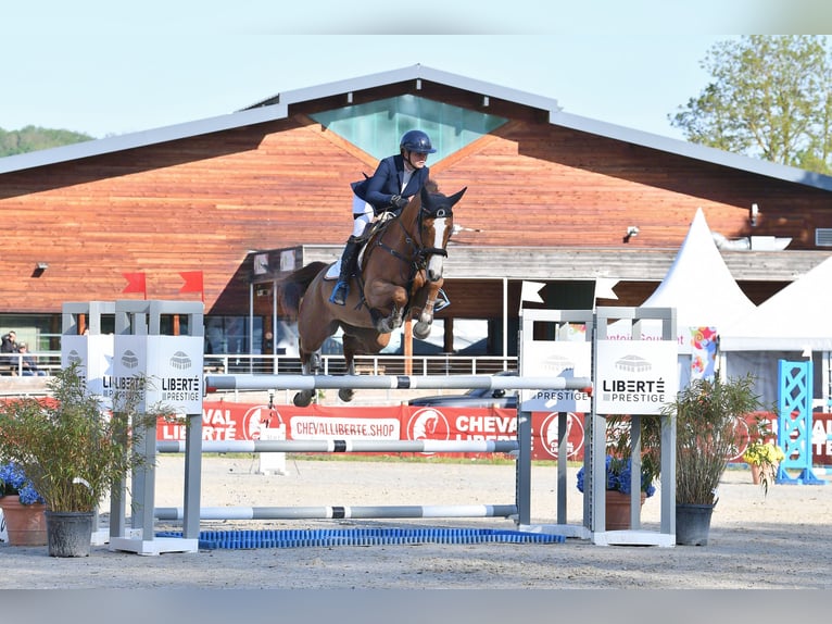 Oldenburg-International (OS) Mare 7 years 16.1 hh Chestnut-Red in Altusried