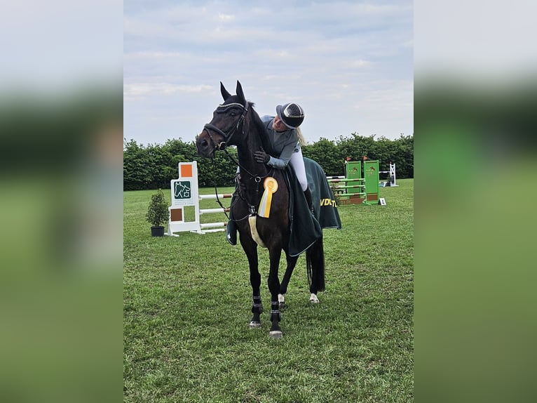 Oldenburg-International (OS), Mare, 7 years, 16.2 hh, Bay-Dark