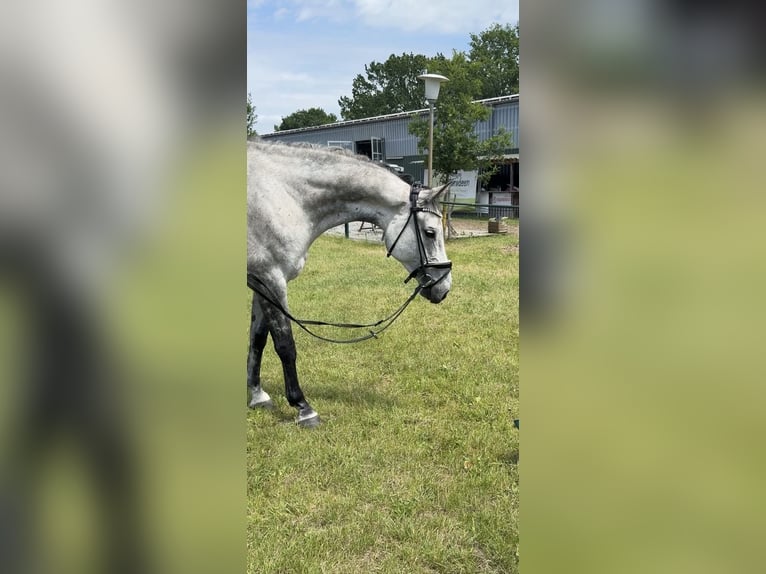 Oldenburg-International (OS) Mare 7 years 16.2 hh Grey-Dapple in Burgwedel