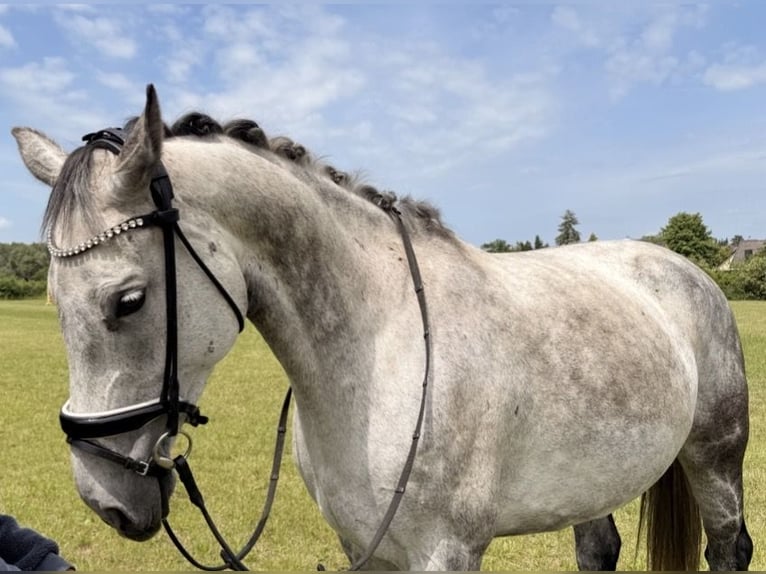Oldenburg-International (OS) Mare 7 years 16.2 hh Grey-Dapple in Burgwedel