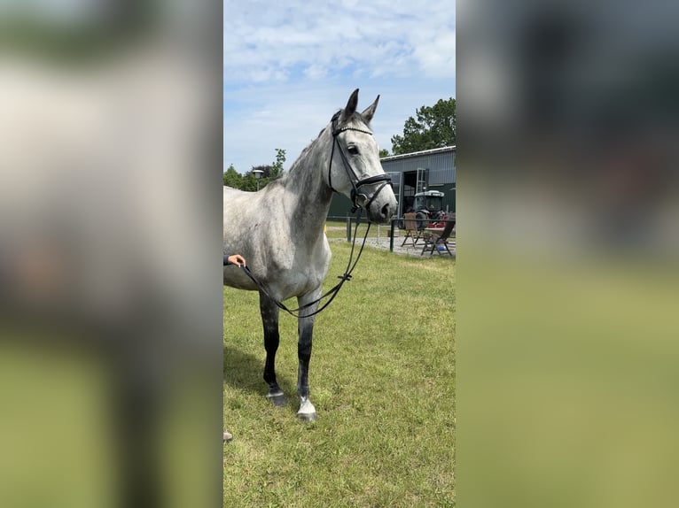 Oldenburg-International (OS) Mare 7 years 16.2 hh Grey-Dapple in Burgwedel