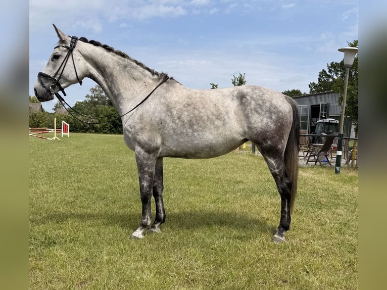 Oldenburg-International (OS) Mare 7 years 16.2 hh Grey-Dapple in Burgwedel