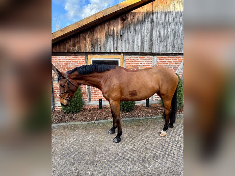 Oldenburg-International (OS) Mare 7 years 16.3 hh Brown in Wedemark