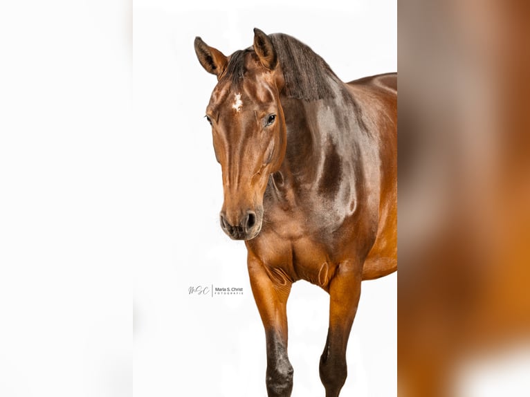 Oldenburg-International (OS) Mare 7 years 16 hh Brown in Darmstadt
