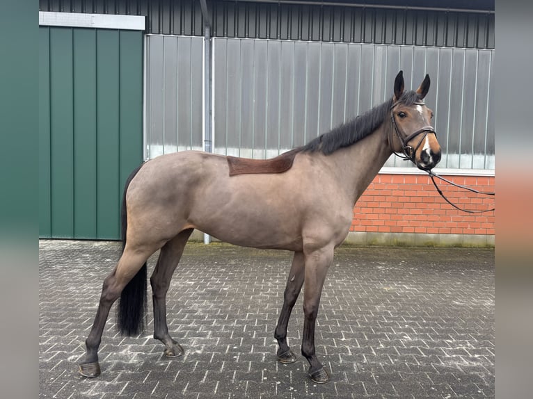Oldenburg-International (OS) Mare 7 years 16 hh Brown in Wipperfürth