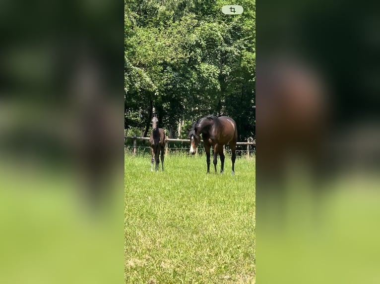 Oldenburg-International (OS) Mare 7 years 16,1 hh Bay-Dark in Ganderkesee