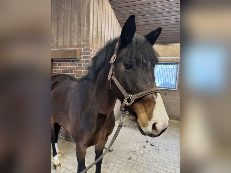 Oldenburg-International (OS) Mare 7 years 16,1 hh Bay-Dark in Ganderkesee