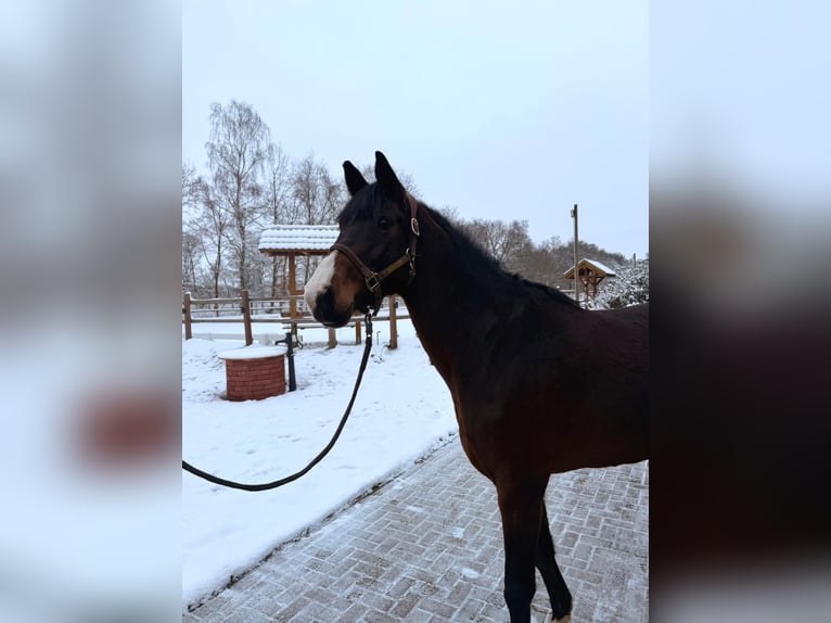 Oldenburg-International (OS) Mare 7 years 16,1 hh Bay-Dark in Ganderkesee