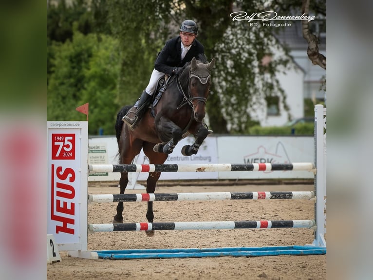 Oldenburg-International (OS) Mare 7 years 16,1 hh Bay-Dark in Dornburg