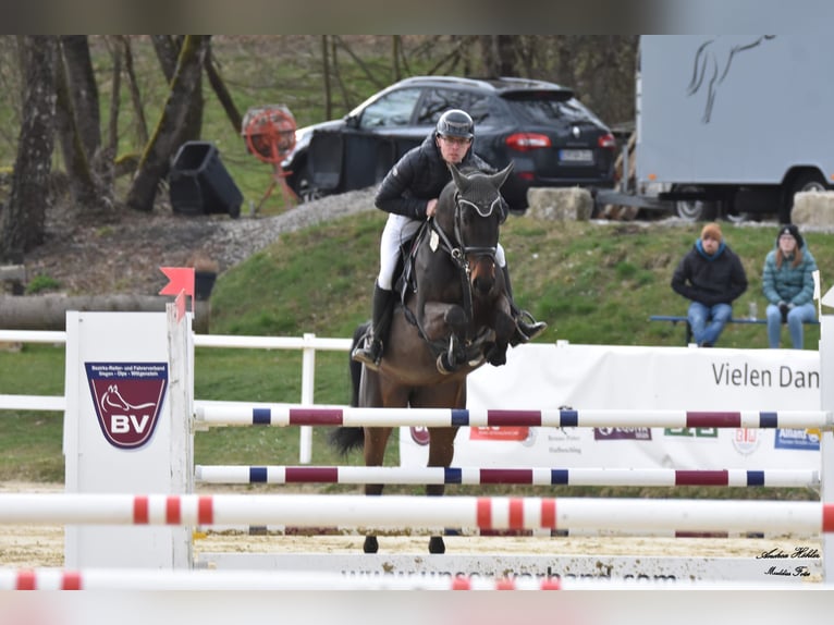 Oldenburg-International (OS) Mare 7 years 16,1 hh Bay-Dark in Dornburg