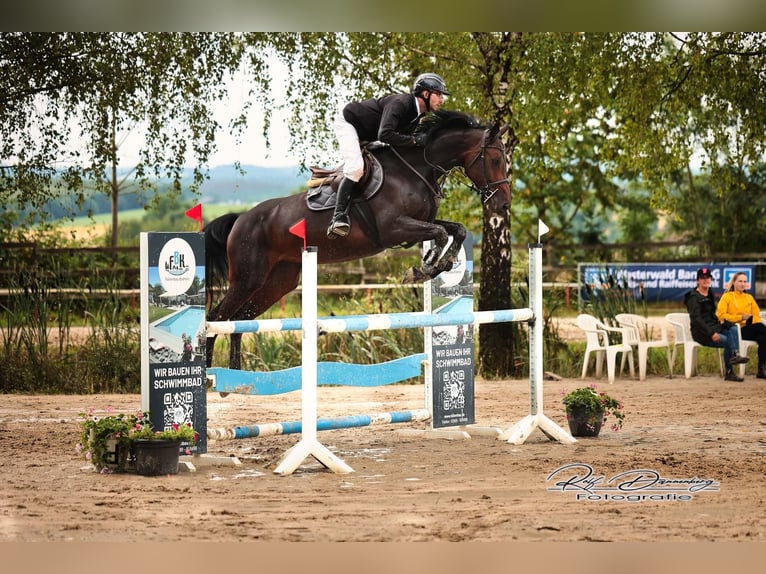 Oldenburg-International (OS) Mare 7 years 16,1 hh Bay-Dark in Dornburg