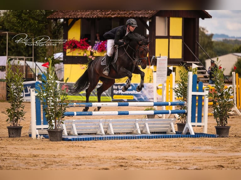 Oldenburg-International (OS) Mare 7 years 16,1 hh Bay-Dark in Dornburg