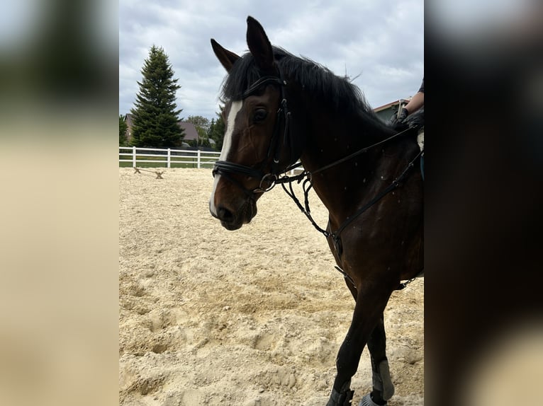 Oldenburg-International (OS) Mare 7 years 16,1 hh Brown in Harzgerode