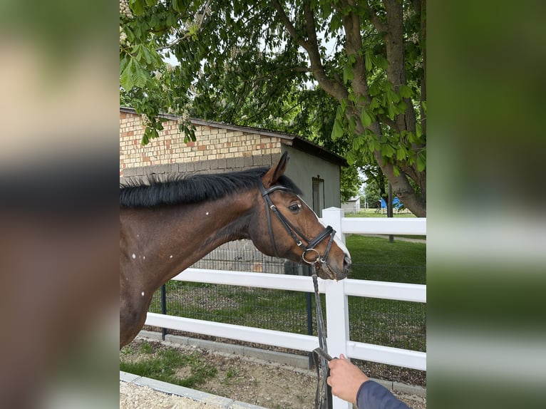 Oldenburg-International (OS) Mare 7 years 16,1 hh Brown in Harzgerode