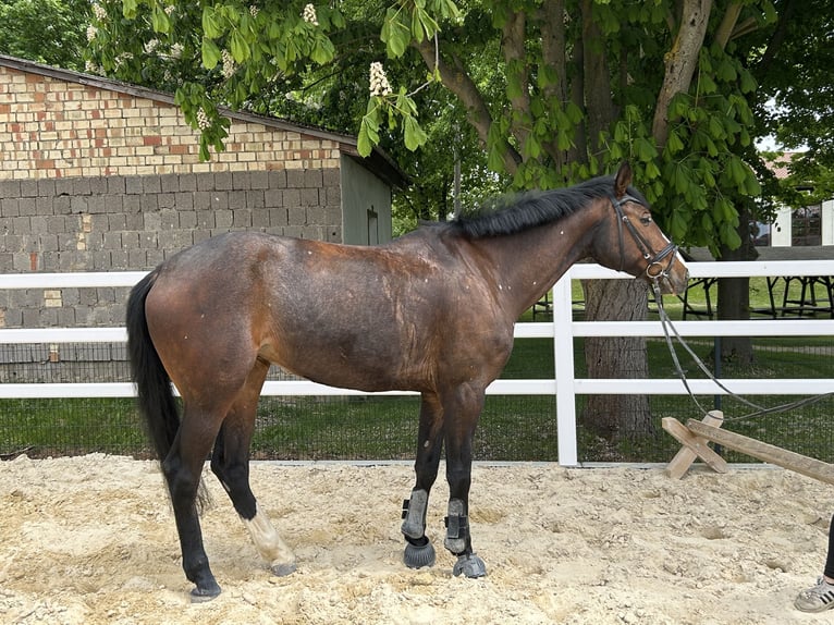 Oldenburg-International (OS) Mare 7 years 16,1 hh Brown in Harzgerode