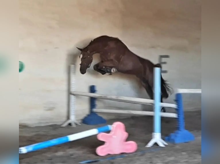 Oldenburg-International (OS) Mare 7 years 16,1 hh Chestnut-Red in Stulln