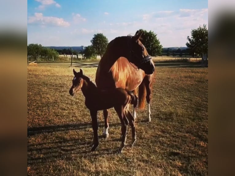 Oldenburg-International (OS) Mare 7 years 16,1 hh Chestnut-Red in Stulln Oldenburg-International (OS) Mare 7 years 16,1 hh Chestnut-Red in Stulln