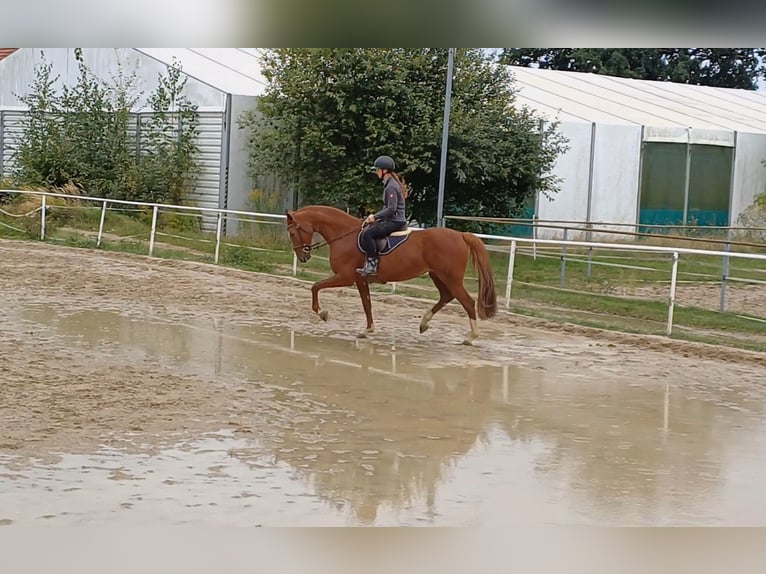 Oldenburg-International (OS) Mare 7 years 16,1 hh Chestnut-Red in Stulln Oldenburg-International (OS) Mare 7 years 16,1 hh Chestnut-Red in Stulln