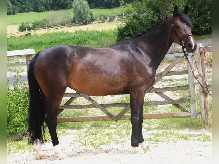 Oldenburg-International (OS) Mare 7 years 16,1 hh Smoky-Black in Bad D&#xFC;rrheim