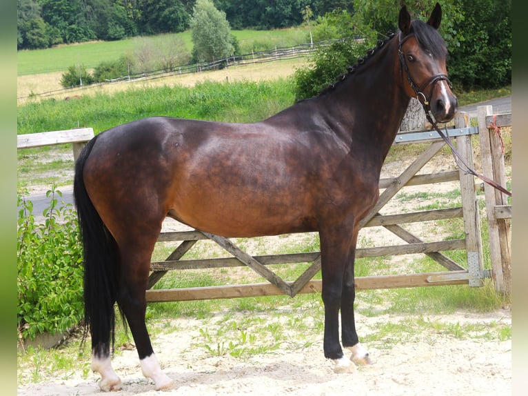 Oldenburg-International (OS) Mare 7 years 16,1 hh Smoky-Black in Bad D&#xFC;rrheim