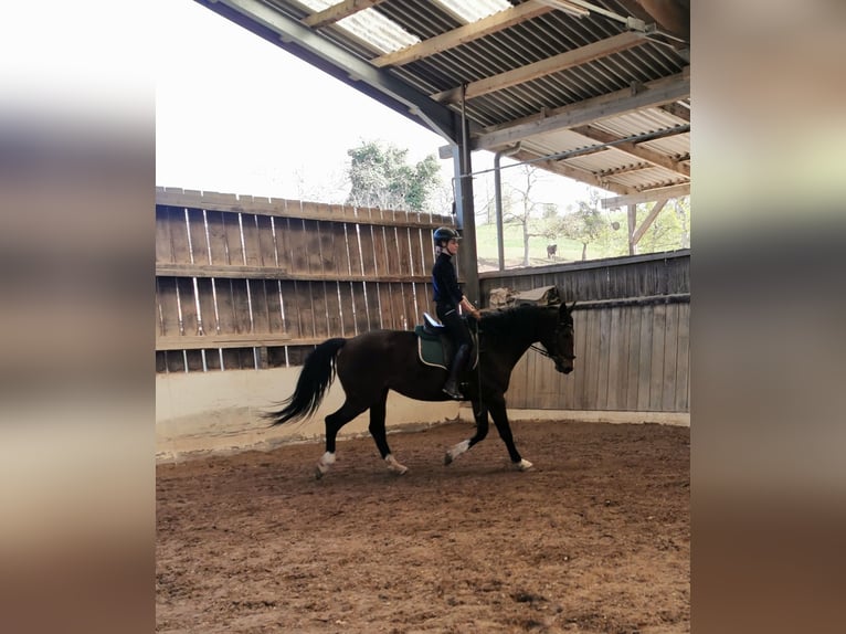 Oldenburg-International (OS) Mare 7 years 16,2 hh Brown in Rimbach Oldenburg-International (OS) Mare 7 years 16,2 hh Brown in Rimbach