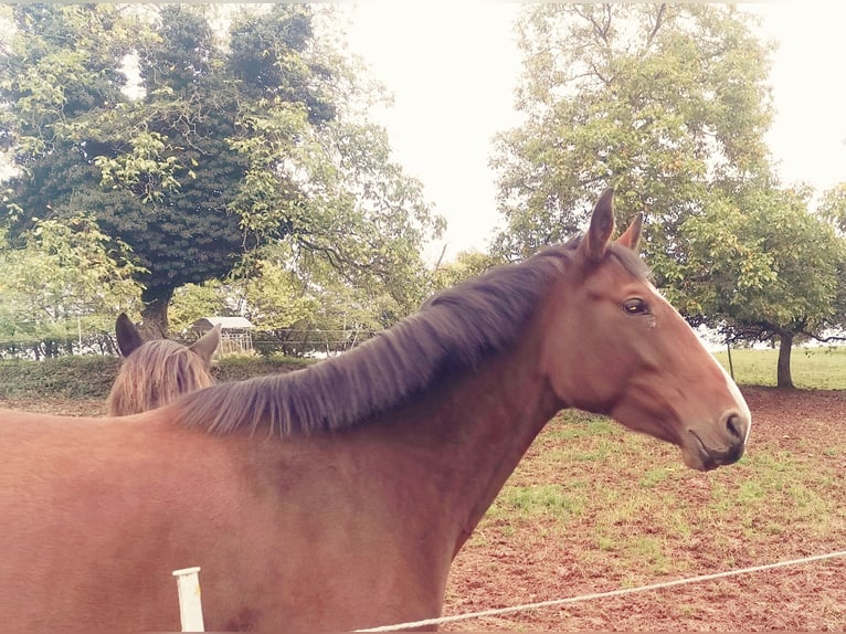Oldenburg-International (OS) Mare 7 years 16,2 hh Brown in Rimbach Oldenburg-International (OS) Mare 7 years 16,2 hh Brown in Rimbach
