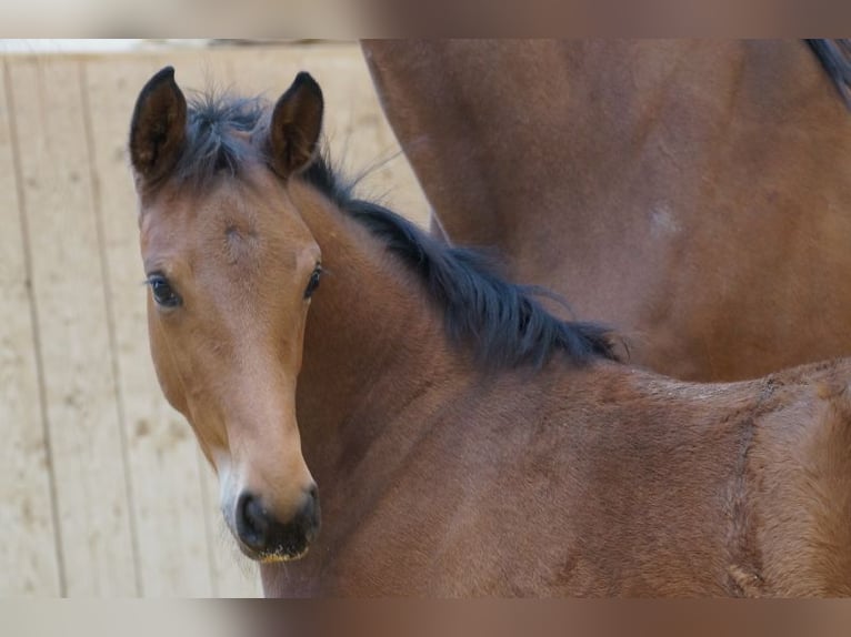 Oldenburg-International (OS) Mare 7 years 16,2 hh Brown in Rehau