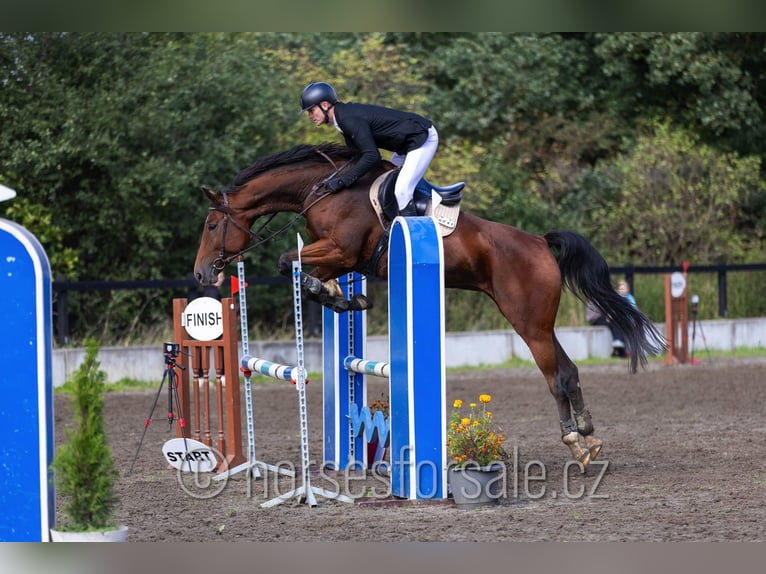 Oldenburg-International (OS) Mare 7 years 16,2 hh Brown in Jindrichuv Hradec
