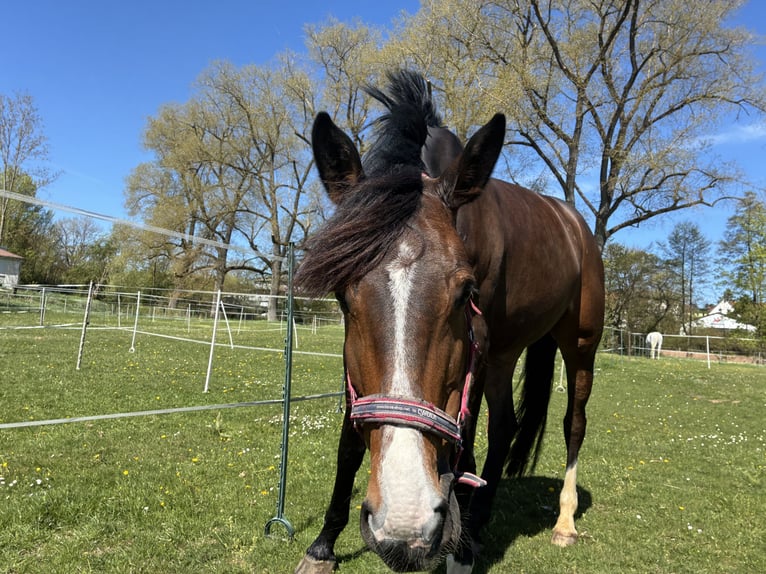 Oldenburg-International (OS) Mare 7 years 17.1 hh Bay-Dark in Frankenberg (Eder)