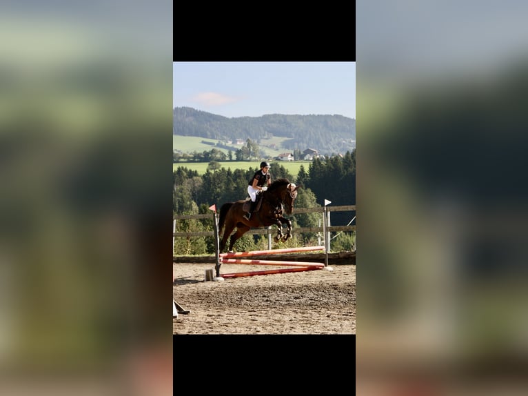 Oldenburg-International (OS) Mare 7 years 17,1 hh Bay-Dark in Zeltweg