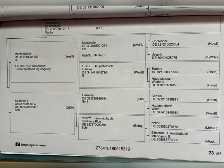 Oldenburg-International (OS) Mare 7 years 17,1 hh Bay-Dark in Frankenberg (Eder)