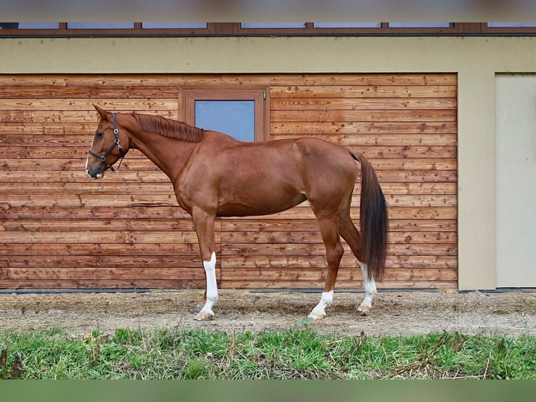 Oldenburg-International (OS) Mare 7 years 17,1 hh Chestnut-Red in Pezinok