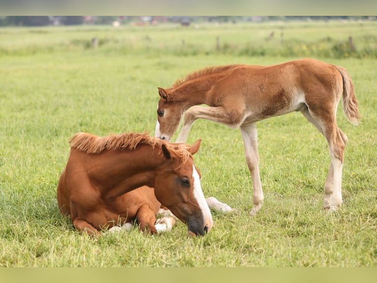 Oldenburg-International (OS) Mare 7 years Chestnut-Red in Lemwerder