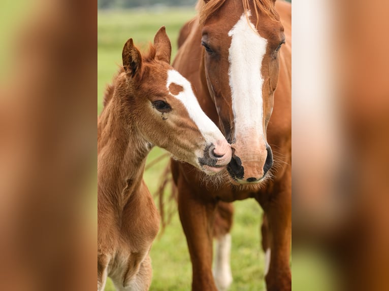 Oldenburg-International (OS) Mare 7 years Chestnut-Red in Lemwerder