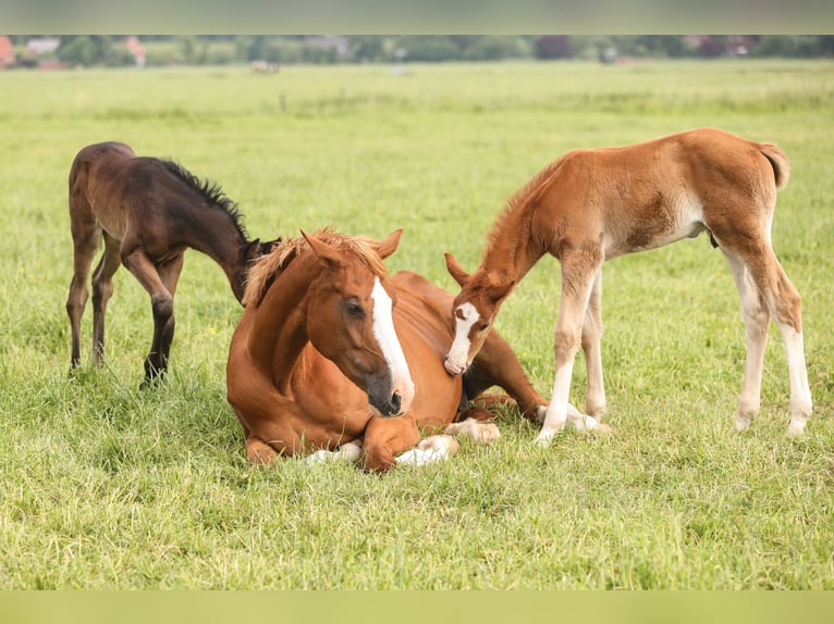 Oldenburg-International (OS) Mare 7 years Chestnut-Red in Lemwerder