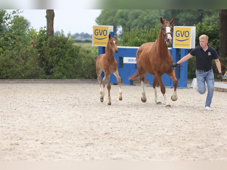 Oldenburg-International (OS) Mare 7 years Chestnut-Red in Lemwerder