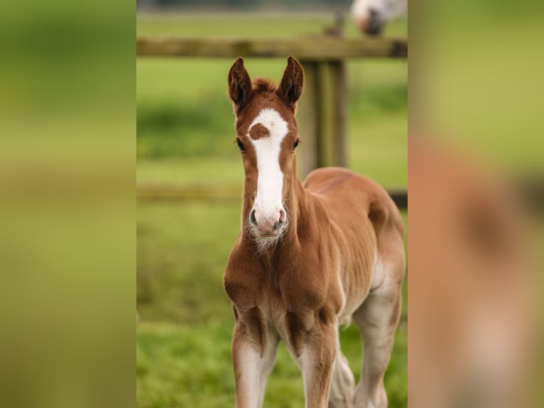 Oldenburg-International (OS) Mare 7 years Chestnut-Red in Lemwerder