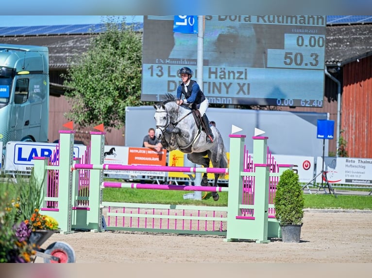 Oldenburg-International (OS) Mare 7 years Grey in St. Josefen